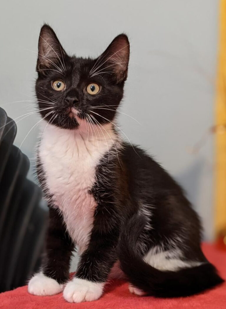 how-to-introduce-an-adult-cat-to-a-new-kitten-the-worth-of-words-a