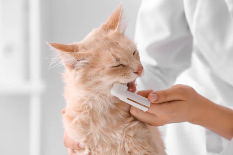 Why You Need To Brush Your Cat's Teeth The Worth of Words A